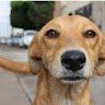 JuninDogcalamero
