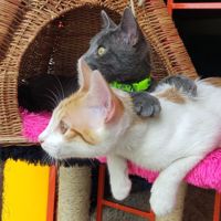 catsmichis