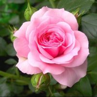 ❤️🌹LIONOVA.WI🌹❤️