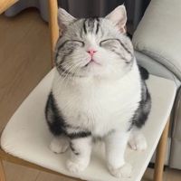 小さな猫。