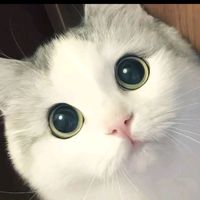 🐱SIU_PING🐱
