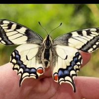 🥰🦋HayaGarciaSultan🦋🥰
