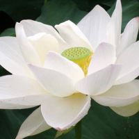 LotusBlossom60