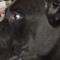 doggylover2010