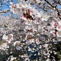 SayuriUemura