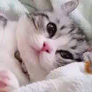 ⭐🌹abangDeesaja🌹⭐👍😍