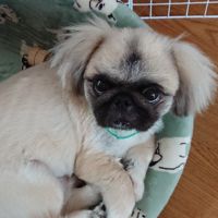 とらこ○ManVo