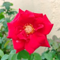 RubyGal_star