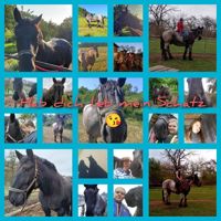 BlackHorse