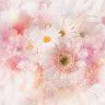 🌿🌿🌹Ami🌹🌿🌿🇯🇵