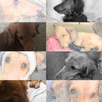 かちゃ爺_w🐕🐶