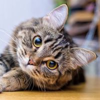 ゆうや😺💞