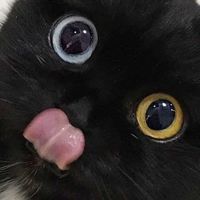 meakl