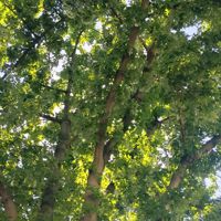 Brigitt_star_star468