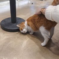 운몽가온