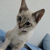 Belladavoz
