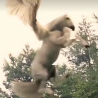 ᒍOᕼᑎ_fly
