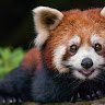 RedPandaPlayz