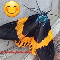 siufafa