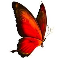 🐦‍🔥PhoenixButterfly🦋