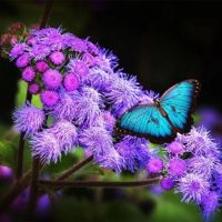 Елена_Хлынова