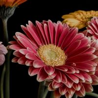 🌷Ꮭꮼꭾꭵꮥ🏹Ꮢꮼꭵፚ🌷🇲🇽🍁❀⃔ൢ❥