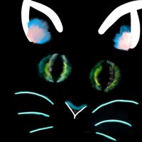 Cat_kitten_
