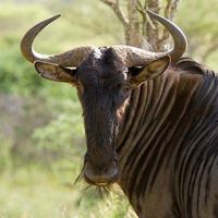 WildebeestObama