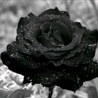 🌒🖤~🦋CAP🦋⃟NØUR🦋~🖤🌘