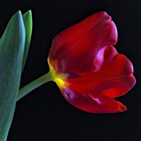 Tulipa🌷🇦🇷