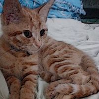 Котик_star937