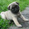 PugProtector