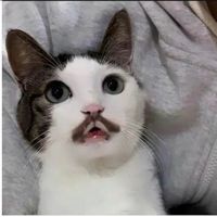 .˚⋆⊹ꍟꀎꈤꂦ𝕀ꍏ⊹⋆˚.