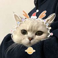 stellanocaption