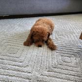 Velvet.the.poodle