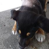 dog5735