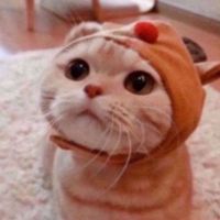 ⏤͟͟͞͞✧ƇЄMƦЄ🐾ᴹᶻᴷᴸ