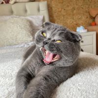⚡️⭐️Thomas🎤Cat🎸Show🇺🇦⭐️⚡️