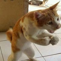 Rosalin_Tiger