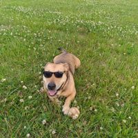 MEEKROSEZ