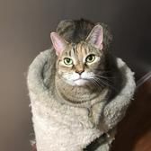 Tom_cat