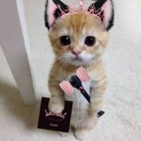 •//Neko\\•