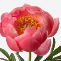 🌺letizya🌺