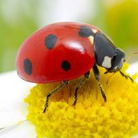 Զատիկ🐞