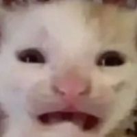 LynnxXD
