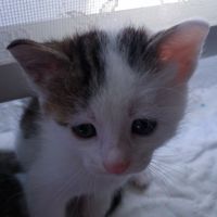 MehmetI_star88579948