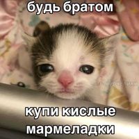 котикв_цепях