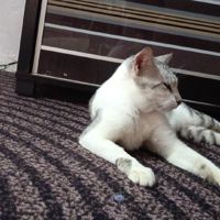 สตาร์12345