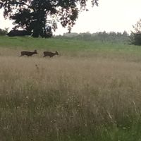 Pferdefreund_hund