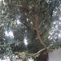 Bungsu06_star318